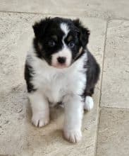 Chiots de race Berger australien à vendre chez l'éleveur ELEVAGE DES BERGES DE L AUSTRALAND