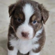 Chiots de race Berger australien à vendre chez l'éleveur ELEVAGE DES BERGES DE L AUSTRALAND