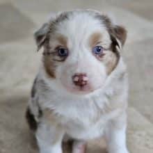 Chiots de race Berger australien à vendre chez l'éleveur ELEVAGE DES BERGES DE L AUSTRALAND