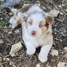 Chiots de race Berger australien à vendre chez l'éleveur ELEVAGE DES BERGES DE L AUSTRALAND