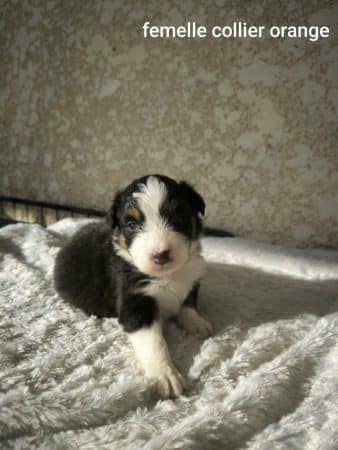 Image de la portée de chiot de l'élévage L’ELEVAGE DE L’ANGE ETOILEE