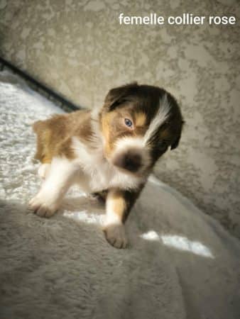 Image de la portée de chiot de l'élévage L’ELEVAGE DE L’ANGE ETOILEE