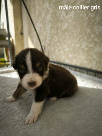 Image de la portée de chiot de l'élévage L’ELEVAGE DE L’ANGE ETOILEE