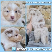 Chiots de race Berger australien à vendre chez l'éleveur WATERLOT CINDY