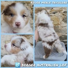 Chiots de race Berger australien à vendre chez l'éleveur WATERLOT CINDY