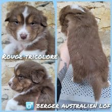 Chiots de race Berger australien à vendre chez l'éleveur WATERLOT CINDY