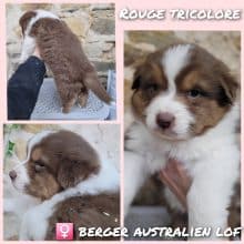 Chiots de race Berger australien à vendre chez l'éleveur WATERLOT CINDY