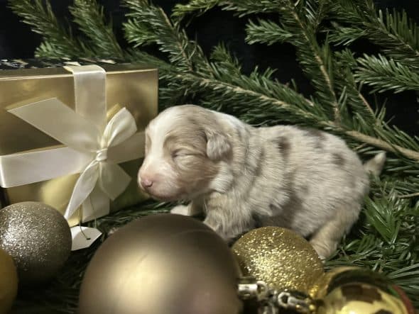 Image de la portée de chiot de l'élévage LA VALLEE DE BOZAN�ON