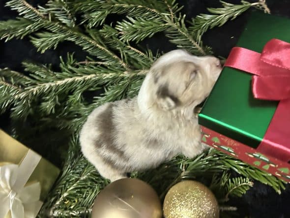 Image de la portée de chiot de l'élévage LA VALLEE DE BOZAN�ON