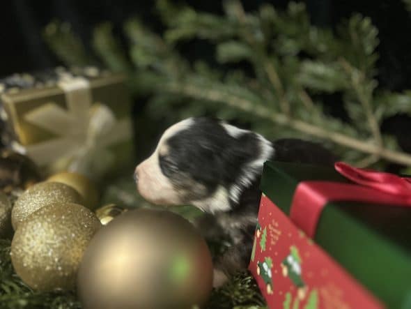 Image de la portée de chiot de l'élévage LA VALLEE DE BOZAN�ON