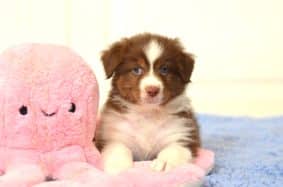 Chiots de race Berger australien à vendre chez l'éleveur OPAL AUSSIE