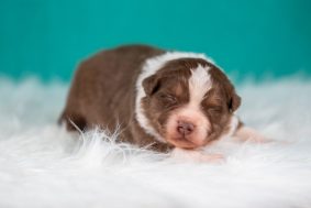 Chiots de race Berger australien à vendre chez l'éleveur DU FEELING DE NOLISTER