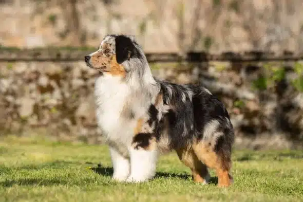 Image de la portée de chiot de l'élévage DU FEELING DE NOLISTER