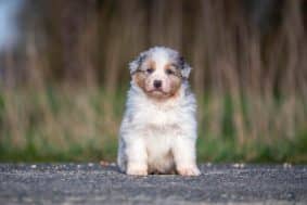 Chiots de race Berger australien à vendre chez l'éleveur DU FEELING DE NOLISTER