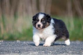 Chiots de race Berger australien à vendre chez l'éleveur DU FEELING DE NOLISTER