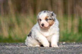 Chiots de race Berger australien à vendre chez l'éleveur DU FEELING DE NOLISTER