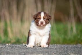 Chiots de race Berger australien à vendre chez l'éleveur DU FEELING DE NOLISTER