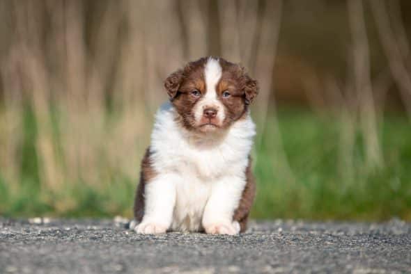 Image de la portée de chiot de l'élévage DU FEELING DE NOLISTER