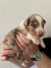 Chiots de race Berger australien à vendre chez l'éleveur DU CHATEAU DES CORNES D URFE