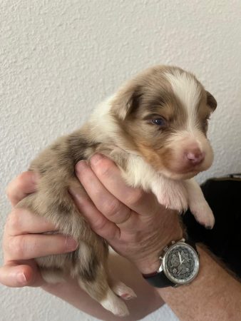 Image de la portée de chiot de l'élévage DU CHATEAU DES CORNES D URFE