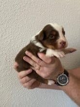 Chiots de race Berger australien à vendre chez l'éleveur DU CHATEAU DES CORNES D URFE