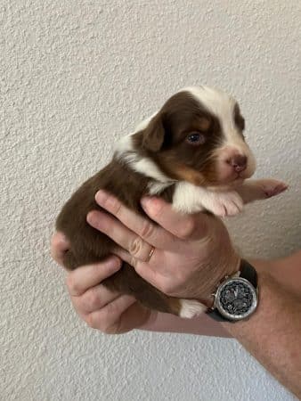 Image de la portée de chiot de l'élévage DU CHATEAU DES CORNES D URFE