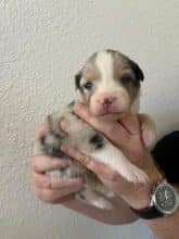 Chiots de race Berger australien à vendre chez l'éleveur DU CHATEAU DES CORNES D URFE