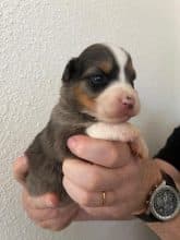 Chiots de race Berger australien à vendre chez l'éleveur DU CHATEAU DES CORNES D URFE