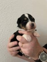 Chiots de race Berger australien à vendre chez l'éleveur DU CHATEAU DES CORNES D URFE