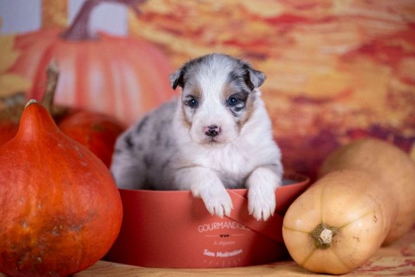 Image de la portée de chiot de l'élévage DU FEELING DE NOLISTER