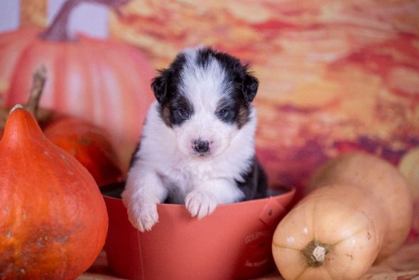 Image de la portée de chiot de l'élévage DU FEELING DE NOLISTER