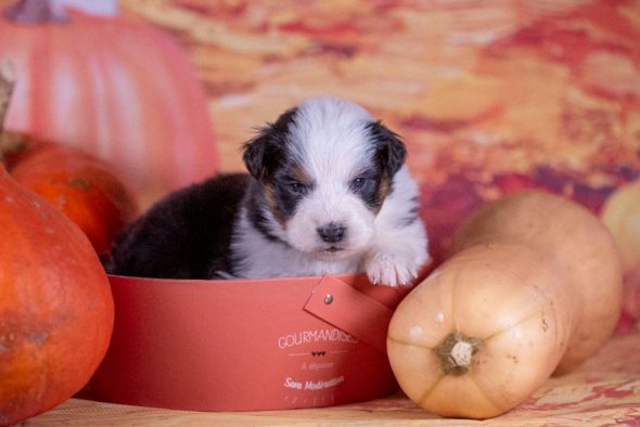 Image de la portée de chiot de l'élévage DU FEELING DE NOLISTER