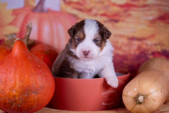 Image de la portée de chiot de l'élévage DU FEELING DE NOLISTER