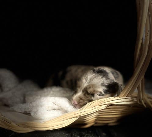 Image de la portée de chiot de l'élévage LUCIE DESPRATS