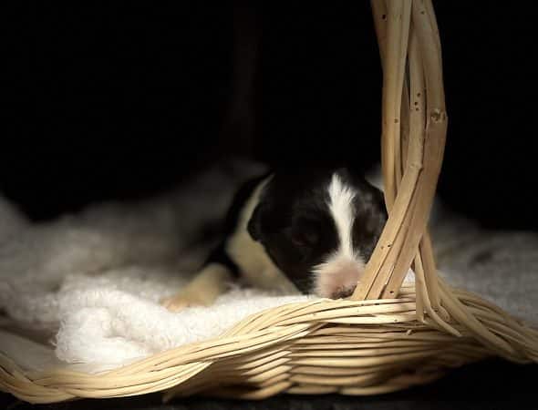 Image de la portée de chiot de l'élévage LUCIE DESPRATS