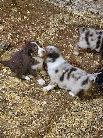 Image de la portée de chiot de l'élévage DU VESTIGE DE L’AM