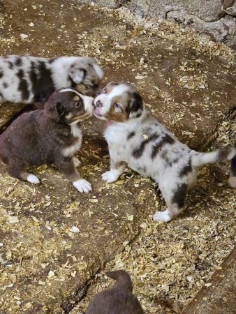 Image de la portée de chiot de l'élévage DU VESTIGE DE L’AM