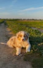 Chiots de race Berger australien à vendre chez l'éleveur DES MERVEILLES DE MELIE