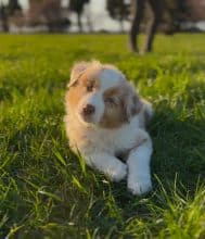 Chiots de race Berger australien à vendre chez l'éleveur DES MERVEILLES DE MELIE