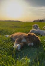 Chiots de race Berger australien à vendre chez l'éleveur DES MERVEILLES DE MELIE