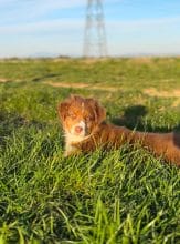 Chiots de race Berger australien à vendre chez l'éleveur DES MERVEILLES DE MELIE