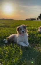 Chiots de race Berger australien à vendre chez l'éleveur DES MERVEILLES DE MELIE