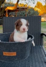 Chiots de race Berger australien à vendre chez l'éleveur LA NUSERIE DE NOEMIE