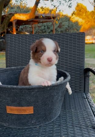 Image de la portée de chiot de l'élévage LA NUSERIE DE NOEMIE