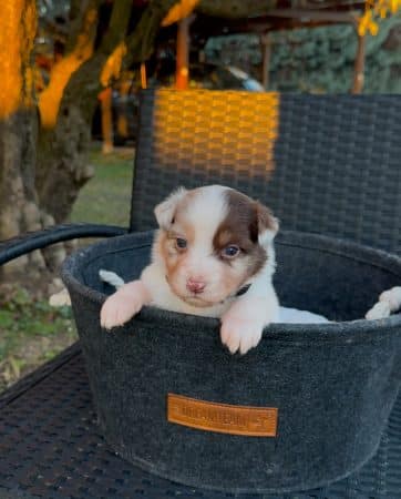 Image de la portée de chiot de l'élévage LA NUSERIE DE NOEMIE