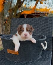 Chiots de race Berger australien à vendre chez l'éleveur LA NUSERIE DE NOEMIE