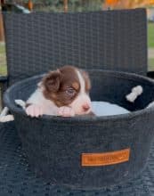 Chiots de race Berger australien à vendre chez l'éleveur LA NUSERIE DE NOEMIE