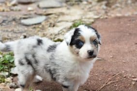 Chiots de race Berger australien à vendre chez l'éleveur PAVILLON SEVERINE