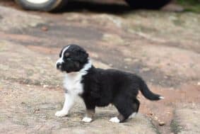 Chiots de race Berger australien à vendre chez l'éleveur PAVILLON SEVERINE