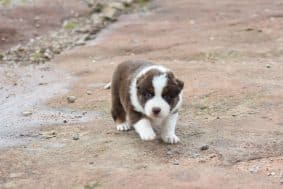 Chiots de race Berger australien à vendre chez l'éleveur PAVILLON SEVERINE